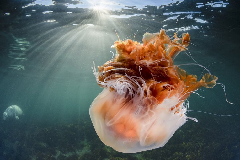 Lion's Mane Jellyfish Farne Islands Scotland Kirsty Andrews