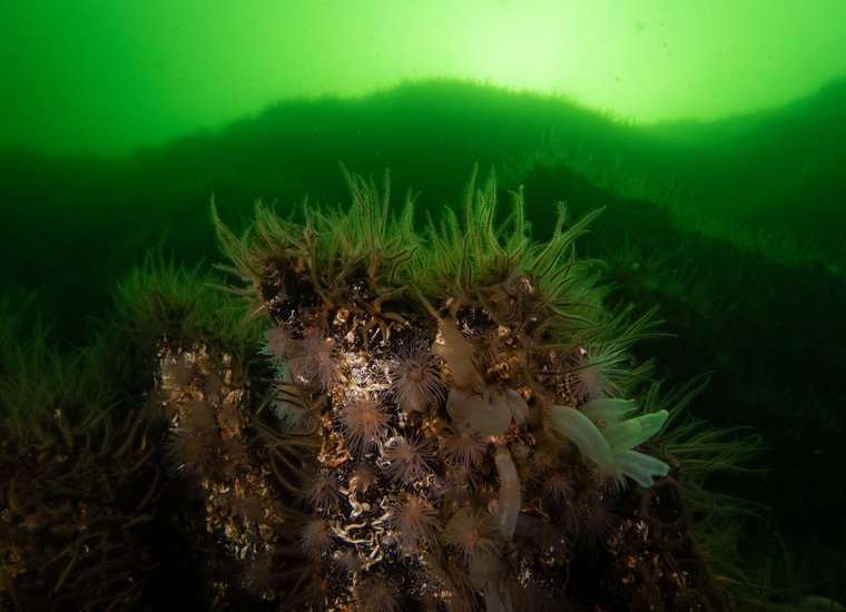 Brittlestar Reef Loch Leven