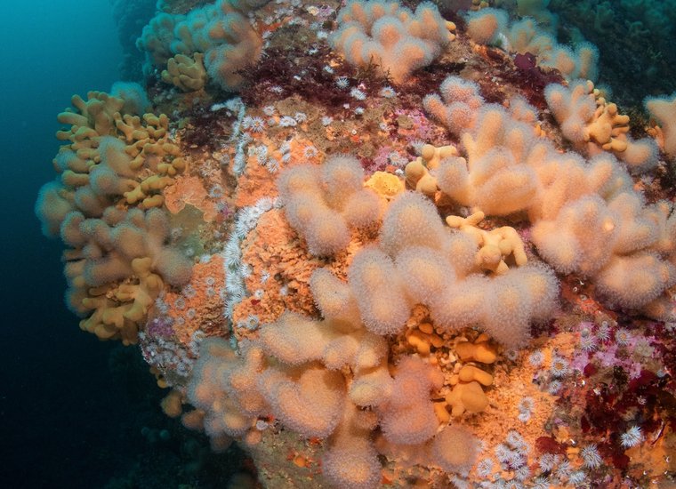 Sula Sgeir coral reef