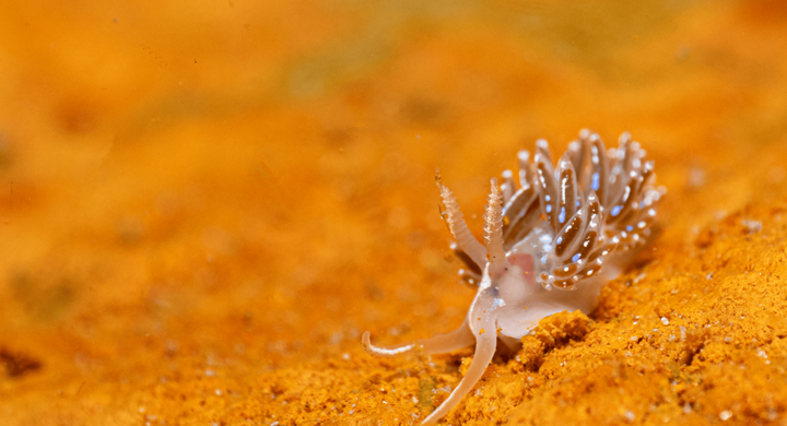 MCS_33978_Nudibranch on Rust - Prevazza Wreck, Portland_fish_MCS_ Georgie Bull