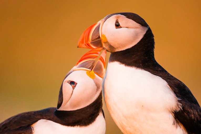 MCS_34080_Atlantic_Puffin_Skomer_Island_Wales-5_birds_Kevin Morgans
