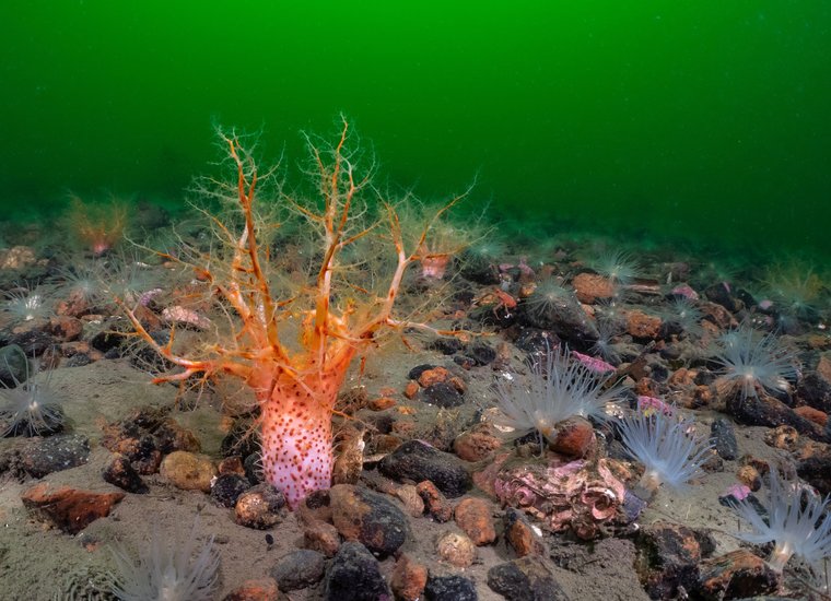 Orange sea cucumber on seabed