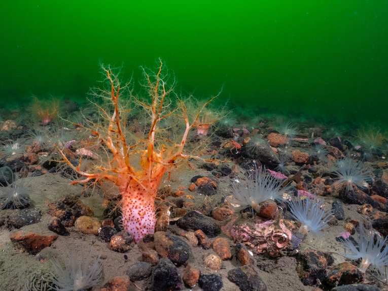Orange sea cucumber on seabed