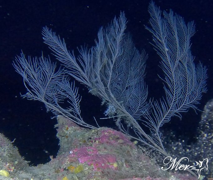 Mesophotic species found off Cyprus