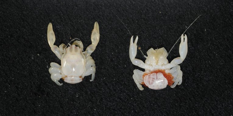 Porcelain crab (Porcellanella brevidentata) from deep-sea voyage