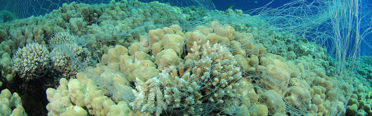 An illegal poacher's fishing over coral Rich Carey