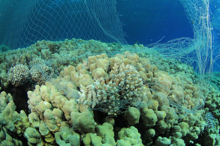 An illegal poacher's fishing over coral Rich Carey