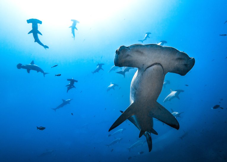 OceanImageBank_MasayukiAgawa_1