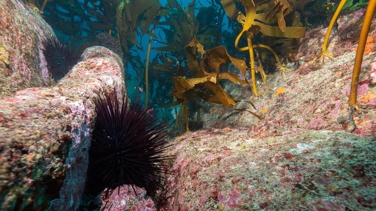 OceanImageBank_StefanAndrews_38