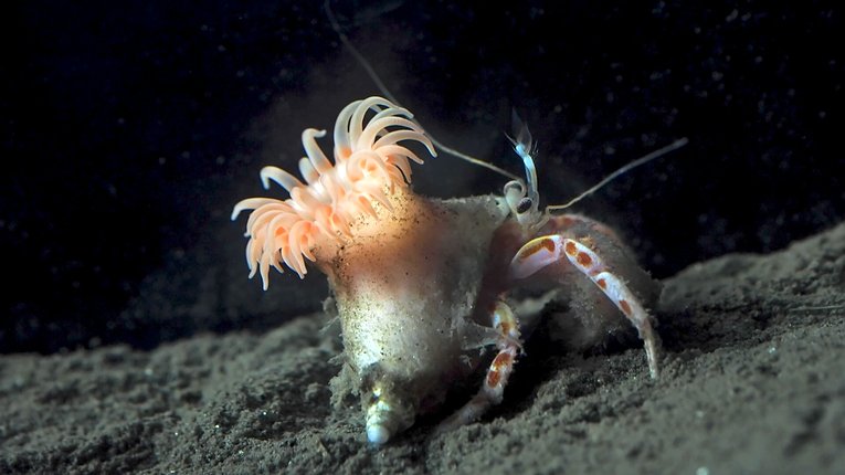 Sea anemone on hermit crab
