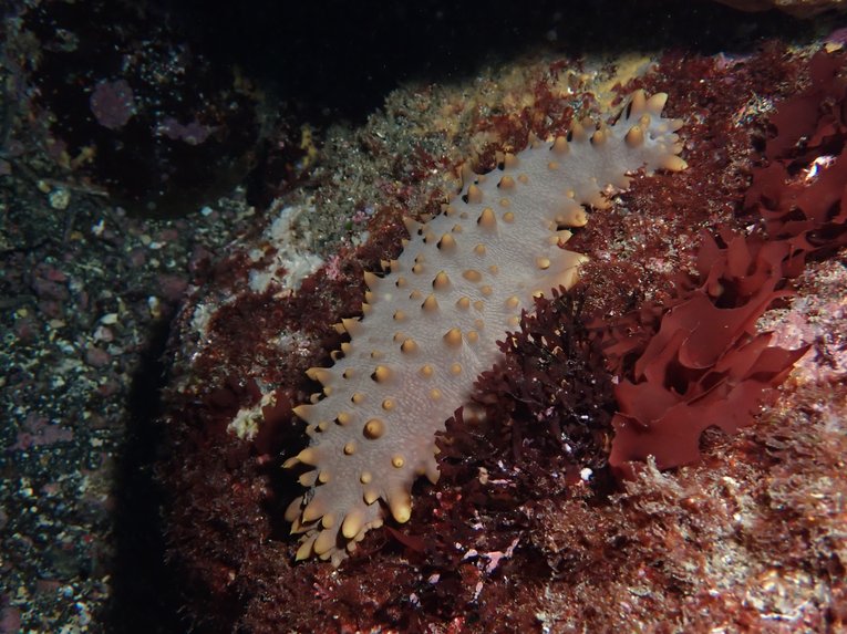 Sea cucumber in sea