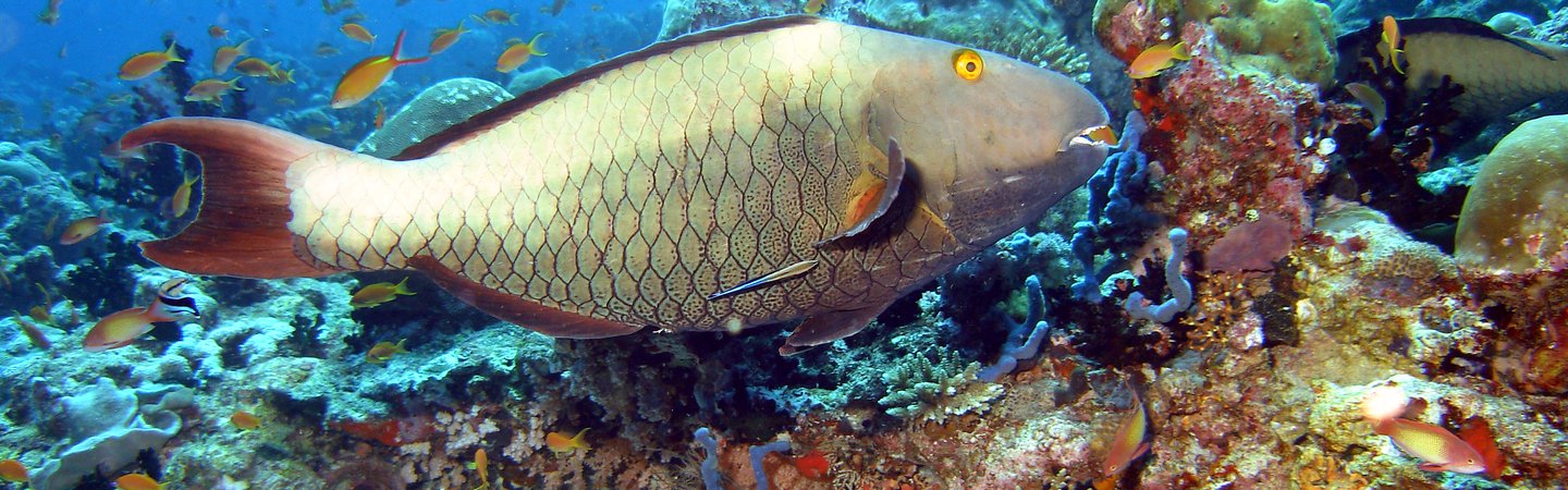 Female parrotfish on a shallow reef