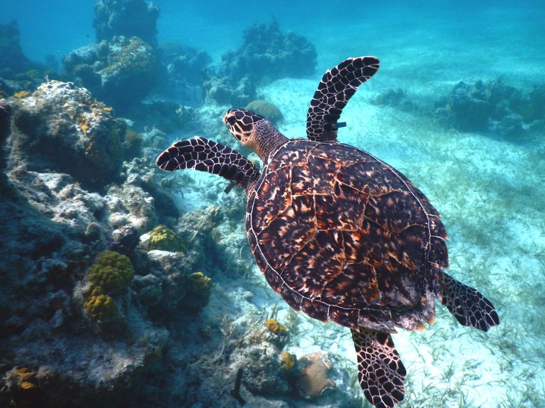 A hawksbill turtle swimming over a reef in the Caribbean UKOTs