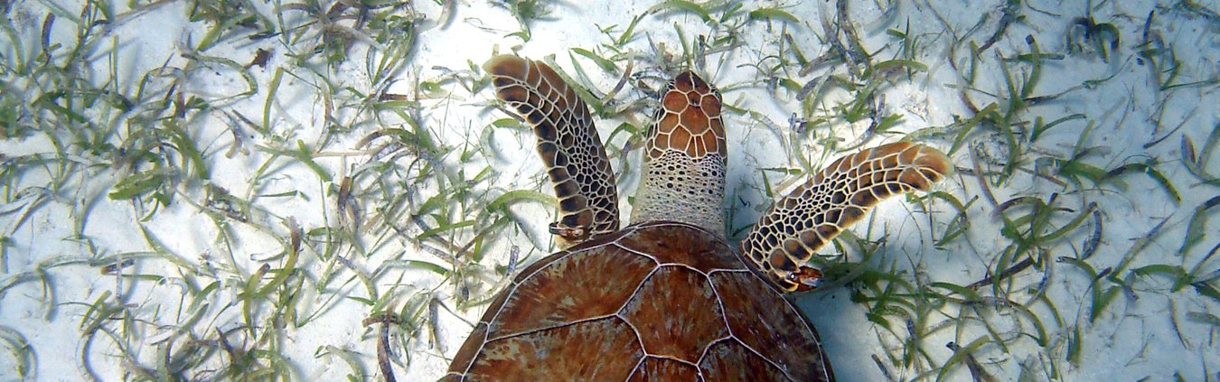 Green turtles over seagrass in Turks and Caicos Islands