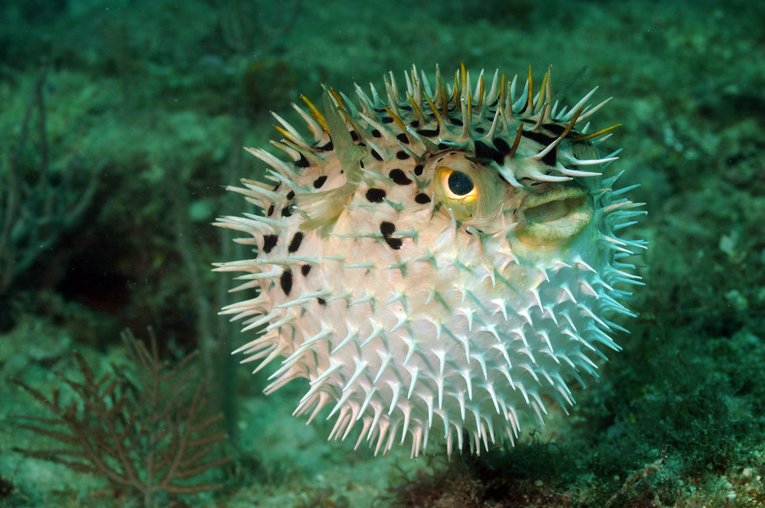 Puffer fish