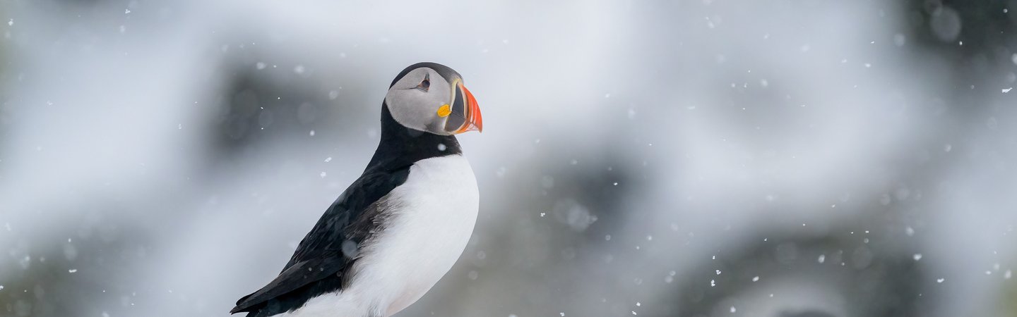 Puffin - Shutterstock