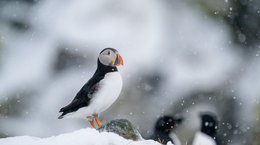 Puffin - Shutterstock