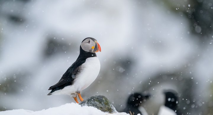 Puffin - Shutterstock