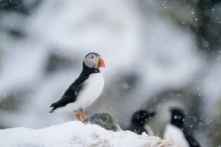 Puffin - Shutterstock