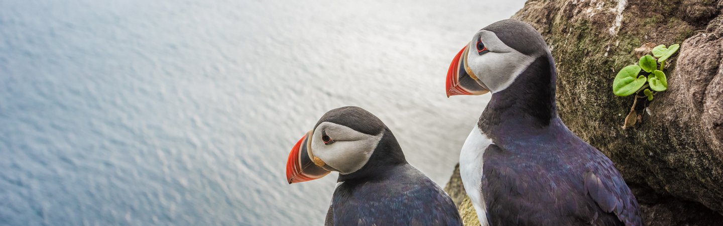 Puffins on the Latrabjarg cliffs Iceland Louie Lea