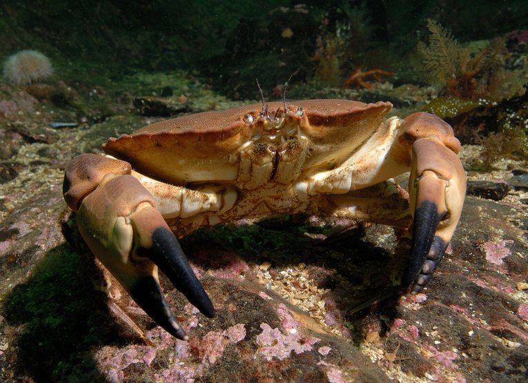 RS1118_Edible_crab,_Loch_Carron_(Paul_Naylor_07041_351307)-lpr