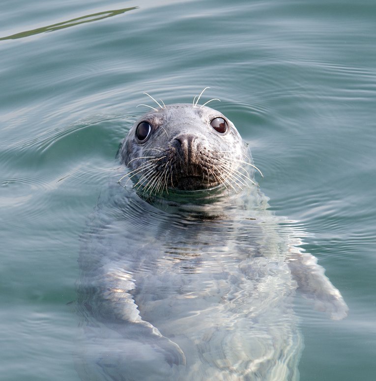 Grey seal, Skomer Island, John Archer Thomson