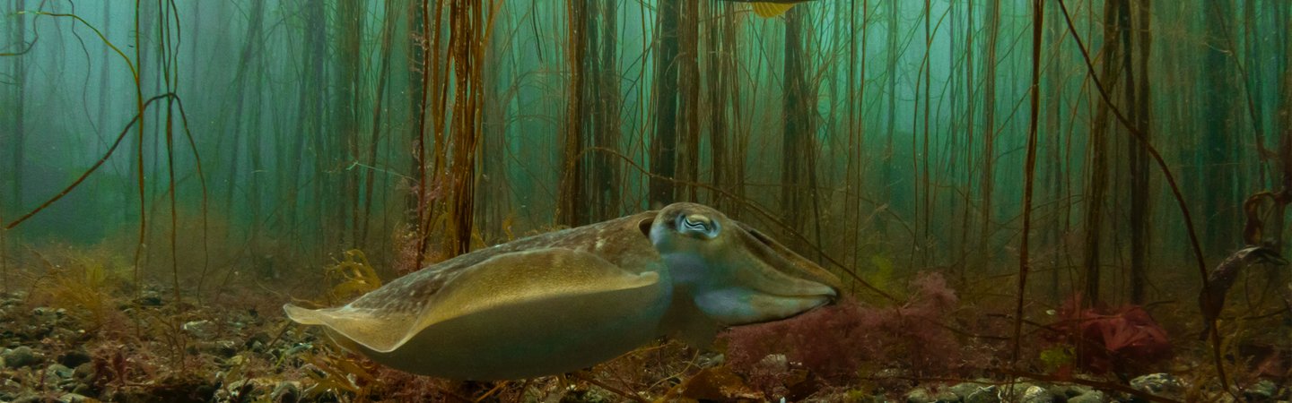 Cuttlefish and Ballan Wrasse -Porthkerris, Cornwall- RS32495-Georgie Bull