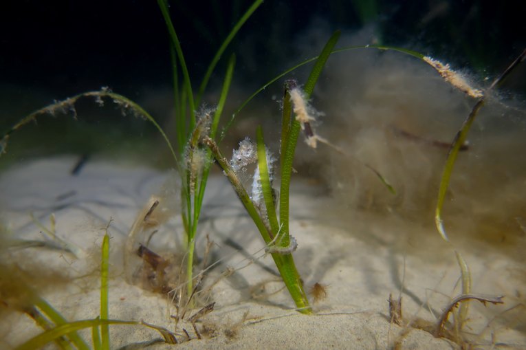 Juvenile Spiny Seahorse