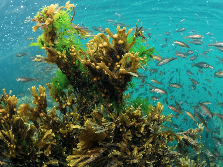 Fish underwater - Alison_Moore - RS34068__P9122360