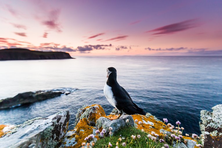 Puffin on Fairisle, Shetland