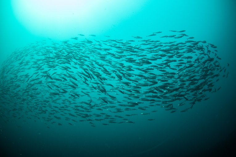 mackerel swimming - scotland - Cathy Lewis - RS34136