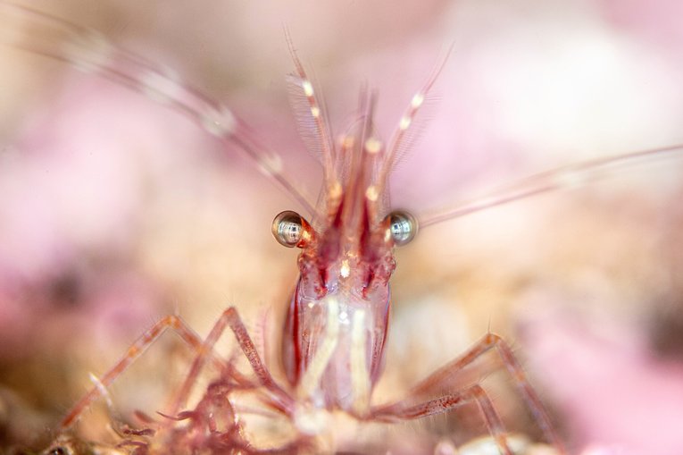 Pink Shrimp, Scotland. Cathy Lewis.