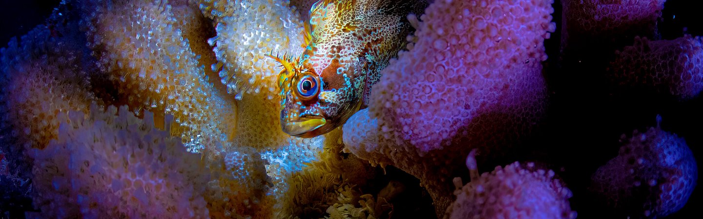 Tompot Blenny in Deadman's Fingers, Paul Pettitt