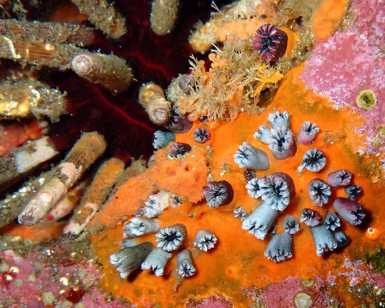 Wellington's solitary coral next to sea urchin