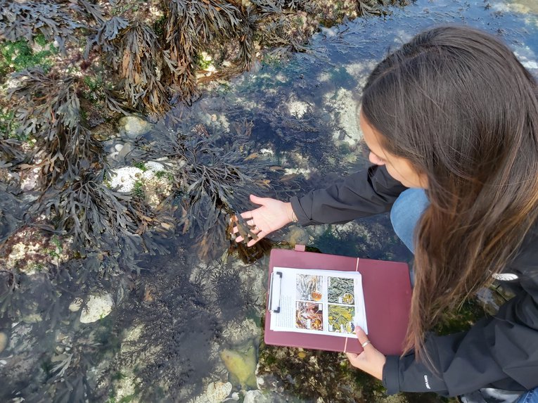 Student during Big Seaweed Search on Rottingdean beach Kate Whitton