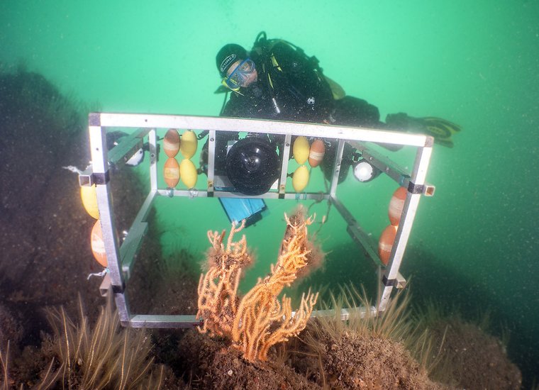 Pink sea fan in Pembrokeshire