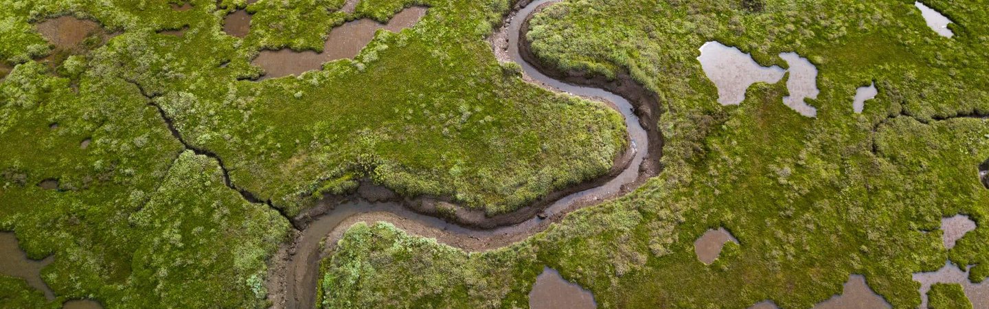 Saltmarsh-EON-Shutterstock.jpg