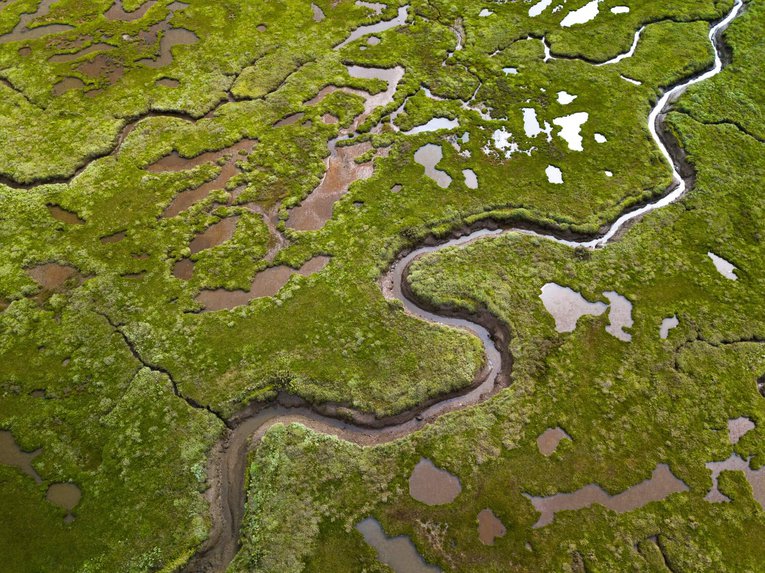 Saltmarsh-EON-Shutterstock.jpg