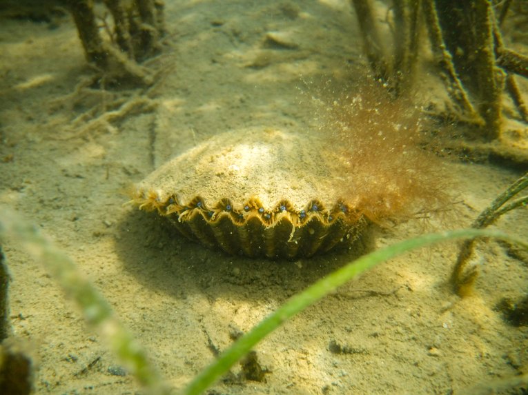 Scallop Underwater with seagrass