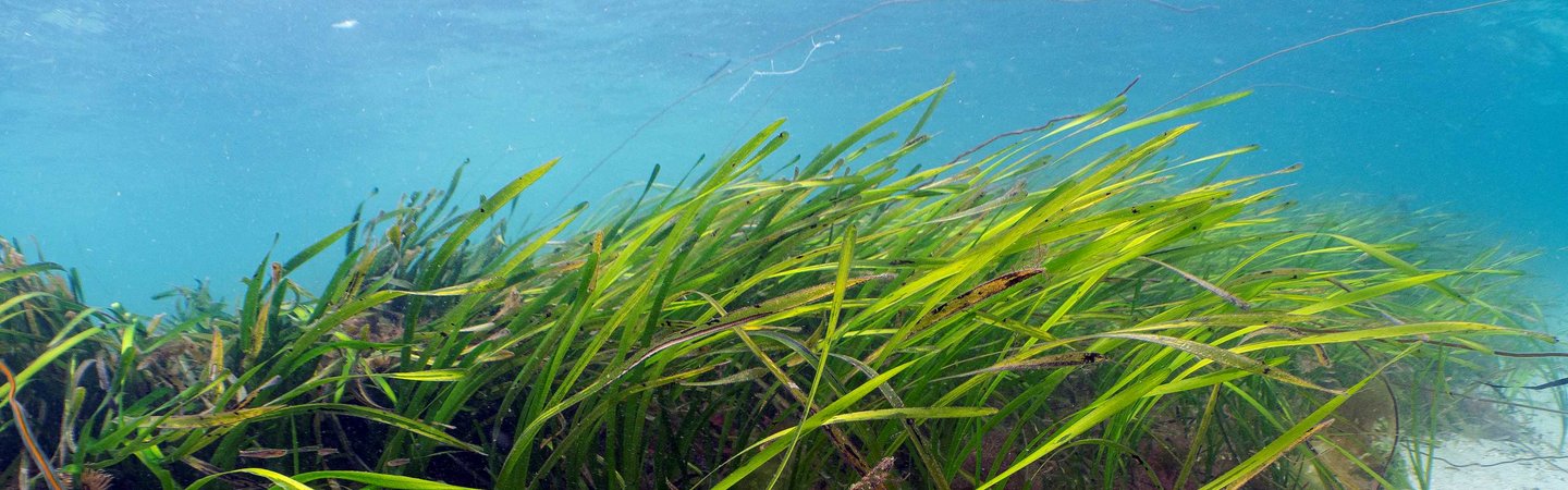 seagrass Blaise Bullimore