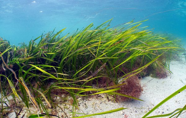 seagrass Blaise Bullimore