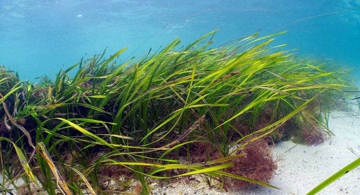 seagrass Blaise Bullimore