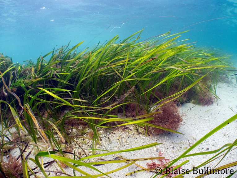 seagrass Blaise Bullimore