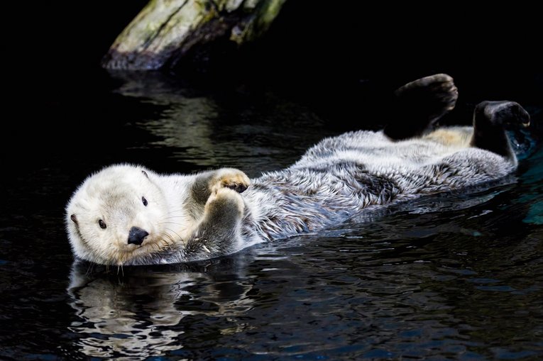 Sea-Otter_shutterstock_2075640910_Marcelorpc