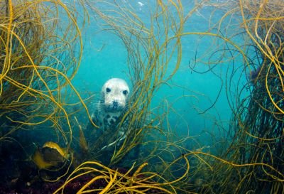 Seal Scilly - Cathy Lewis