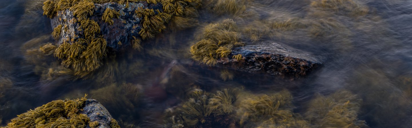 Seaweed Fifeness Scotland James Lynott