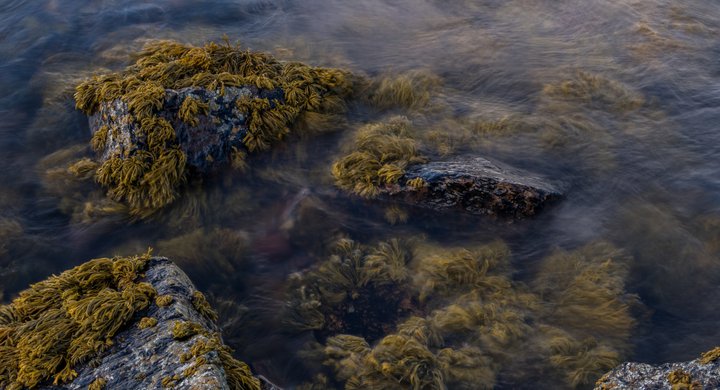 Seaweed Fifeness Scotland James Lynott