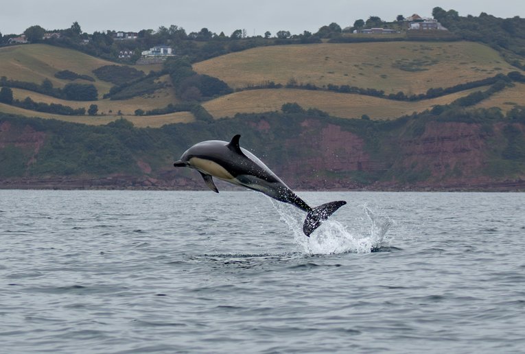 Short beaked Common Dolphin