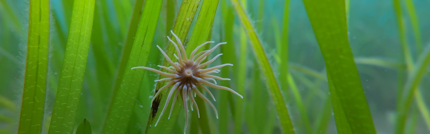 Snakelocks Anemone on Seagrass Georgie Bull