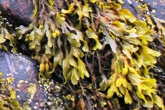 Spiral wrack seaweed